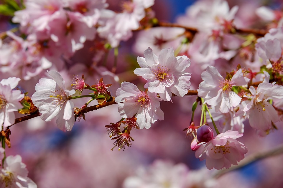 Come fotografare la magia della primavera?