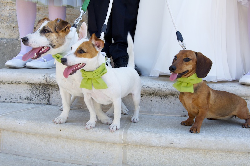cani al matrimonio cani al matrimonio